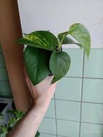 Boutures racinées Epipremnum aureum Pothos plante verte, Ombre partielle, En pot, Plante verte, Enlèvement ou Envoi