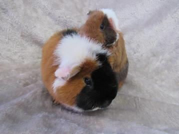 Twee leuke cavia's als knuffel beschikbaar voor biedingen