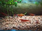 Fire Red Neo Caridina garnalen, Kreeft, Krab of Garnaal, Zoetwatervis