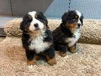 Berner Sennen pups te koop, Dieren en Toebehoren, België, CDV (hondenziekte), Teef, Meerdere