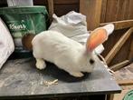 Vlaamse Duitse reuzen, Dieren en Toebehoren, Konijnen, Groot
