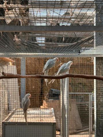 Halsband parkieten beschikbaar voor biedingen