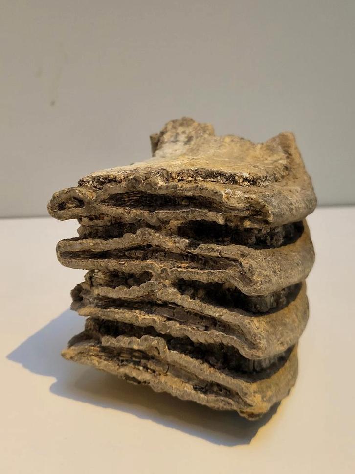 Fossiele mammoet kies, Collections, Minéraux & Fossiles, Fossile, Enlèvement ou Envoi