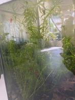 Gratis waterpest, Dieren en Toebehoren, Ophalen
