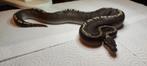 Python regius GHI Mojave, Serpent, 0 à 2 ans