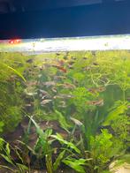 Jonge Endler guppies, Dieren en Toebehoren, Vis, Zoetwatervis, Schoolvis