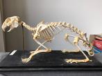 Skelet van konijn, Antiek en Kunst, Curiosa en Brocante, Ophalen