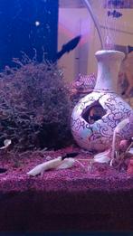 Black Molly's te koop à 1,00 €/st, Dieren en Toebehoren, Vis, Zoetwatervis