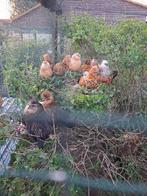 Watermaalse baardkrielen, Mâle, Poule ou poulet