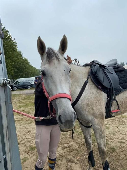 9 jarige ierse volbloed, Dieren en Toebehoren, Paarden en Pony's | Verzorgingsproducten, Zo goed als nieuw, Ophalen of Verzenden