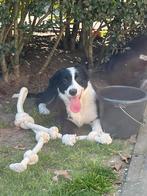 Hele lieve aanhankelijke border collie pup, Dieren en Toebehoren, Honden | Herdershonden en Veedrijvers, België, Fokker | Hobbymatig