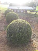 Buxus Bollen 1,20 meter, Tuin en Terras, Planten | Tuinplanten, Ophalen, Vaste plant