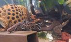 4 synodontis meerval vissen (max 10cm)