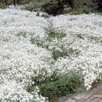 Viltige hoornbloem of Cerastium (bodembedekker), Ophalen, Vaste plant, Bodembedekkers, Volle zon