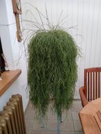 Grote kamerplant, Huis en Inrichting, Ophalen