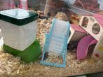 Twee hamster met glazen kooi en toebehoren, Dieren en Toebehoren, Juni, Mannelijk, Hamster