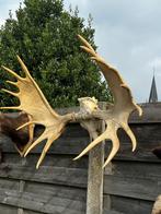 Groot gewei met schedel eland, Ophalen of Verzenden