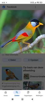 Prachtig koppel., Dieren en Toebehoren, Vogels | Overige Vogels, Geringd