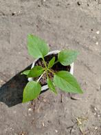 Jalapeno | Peper Planten, Tuin en Terras, Ophalen
