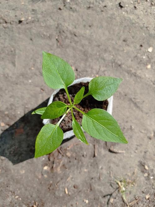 Jalapeno | Peper Planten, Tuin en Terras, Planten | Tuinplanten, Ophalen