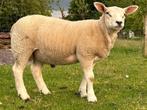 Texel dekrammen, Dieren en Toebehoren, Schapen, Geiten en Varkens, Mannelijk, Schaap, 0 tot 2 jaar