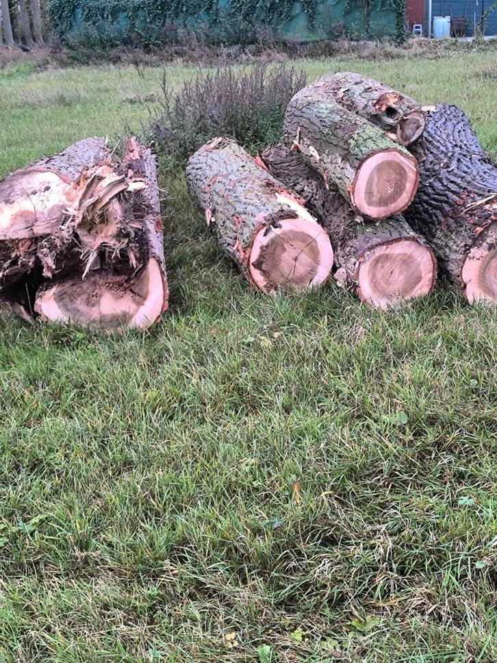 Populier Vers brandhout, Tuin en Terras, Brandhout, Stammen, Ophalen