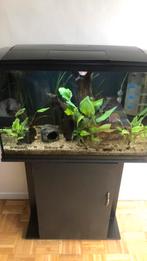 Aquarium met kast, Dieren en Toebehoren, Vissen | Aquaria en Toebehoren, Ophalen, Zo goed als nieuw