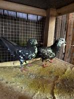 Hoogvlieger taqla duiven, Dieren en Toebehoren