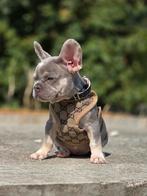 Franse bulldog pups (laatste pups), Dieren en Toebehoren, Honden | Bulldogs, Pinschers en Molossers, België, 8 tot 15 weken, CDV (hondenziekte)