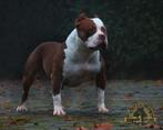 UNIEKE AMERICAN BULLY REUEN TER DEKKING, Dieren en Toebehoren, CDV (hondenziekte), Meerdere, België, 1 tot 2 jaar