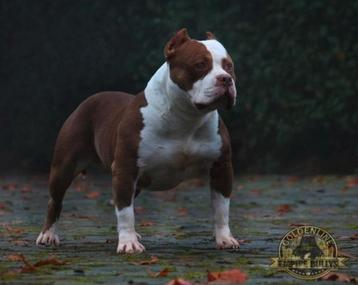 UNIEKE AMERICAN BULLY REUEN TER DEKKING