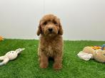 Poedel pups middelgroot, Dieren en Toebehoren, Poedel, België, 8 tot 15 weken, CDV (hondenziekte)