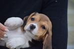 Beagle pups, Dieren en Toebehoren, Honden | Beagles, Bassets en Lopende honden, Meerdere, Meerdere dieren, België, Fokker | Professioneel