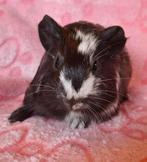 Jong beertje, Dieren en Toebehoren, Knaagdieren, Cavia, Mannelijk, Tam, September