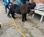 Brave shetlander, Dieren en Toebehoren, Ruin