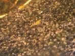 Neocaridina Davidi Var., Dieren en Toebehoren, Vissen | Aquariumvissen