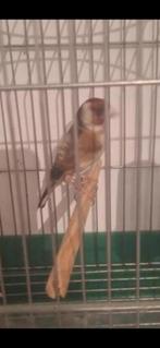 Mal parva du Maroc chant sauvage, Animaux & Accessoires