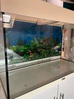 Aquarium + kast met toebehoren + 4 vissen, Dieren en Toebehoren, Ophalen, Gebruikt, Overige typen