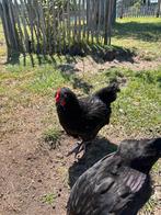 Marans Haantje, Dieren en Toebehoren, Pluimvee, Mannelijk, Kip
