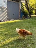 Haan gratis op te halen, Dieren en Toebehoren