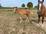 Merrieveulen van Esmeraldo x Vigo D’arsouilles, Dieren en Toebehoren, Paarden, Merrie, 0 tot 2 jaar