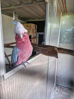 Rose kaketoe, Dieren en Toebehoren