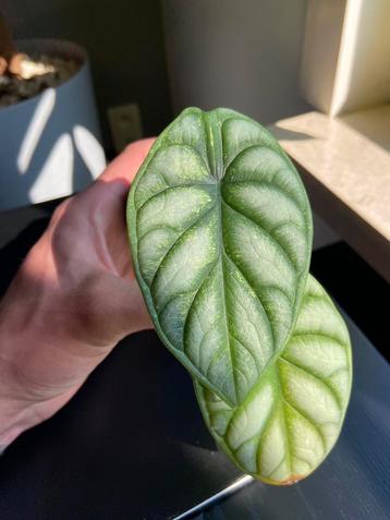 Alocasia silver dragon variegata, Enlèvement ou Envoi