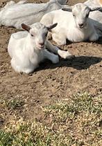 Mini dwerggeitjes, Dieren en Toebehoren, Geit