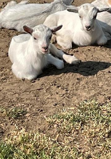 Mini dwerggeitjes, Chèvre