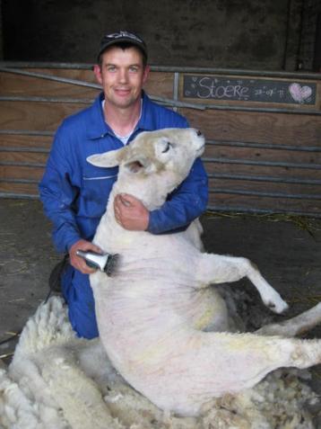 Schapen scheren, alpaca scheren, geiten hoefjes bekappen, Plusieurs animaux, Mouton