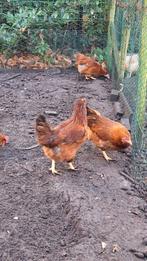 3 kippen a.d. leg (araucana/barnervelder), Dieren en Toebehoren, Pluimvee, Vrouwelijk, Kip