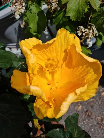 Hibiscus op stam - Chinese roos  beschikbaar voor biedingen