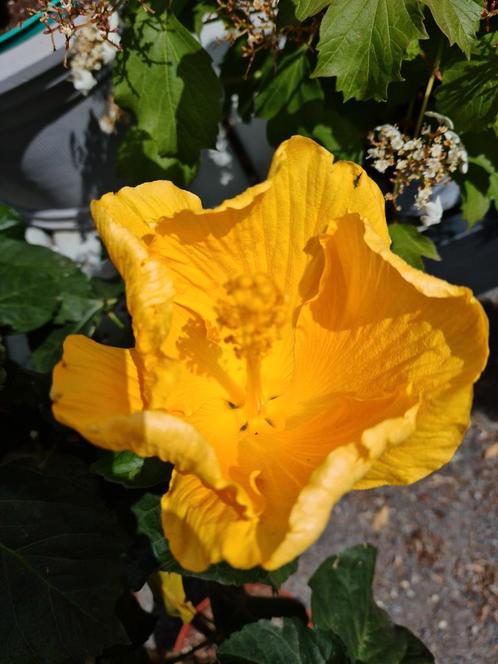 Hibiscus op stam - Chinese roos, Tuin en Terras, Planten | Tuinplanten, Ophalen