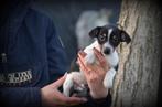 Jack Russell pup tricolor, Dieren en Toebehoren, Honden | Jack Russells en Terriërs, België, Jack Russell Terriër, Reu, CDV (hondenziekte)